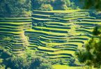 Rice terraces in rural Philippines