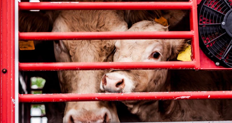 slaughterhouse beef traceability