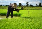 farmer on the rice farm