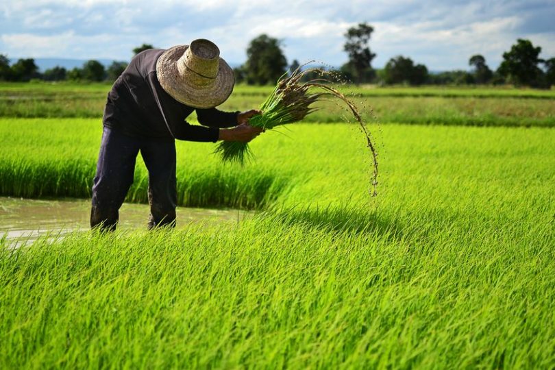 farmer on the rice farm