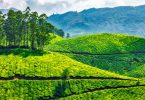 tea plantation india