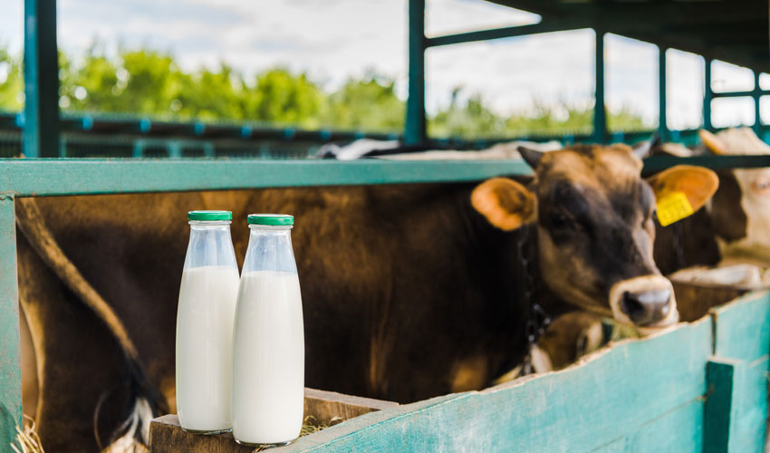 Dairy Farmers, Ripe explore blockchain food traceability Ledger