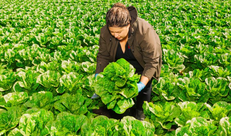Walmart lettuce food traceability