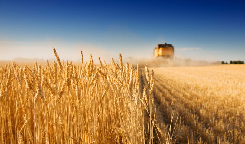 grain wheat farm