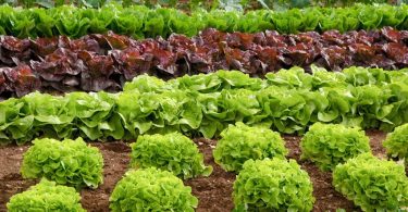 food traceability lettuce leafy greens