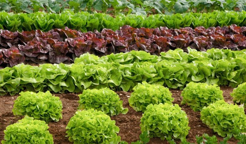 food traceability lettuce leafy greens
