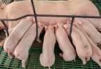 pigs pork food traceability