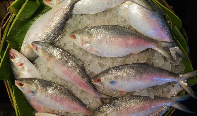 fish traceability