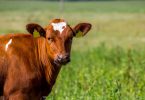 cow beef food traceability