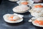 scallops shellfish
