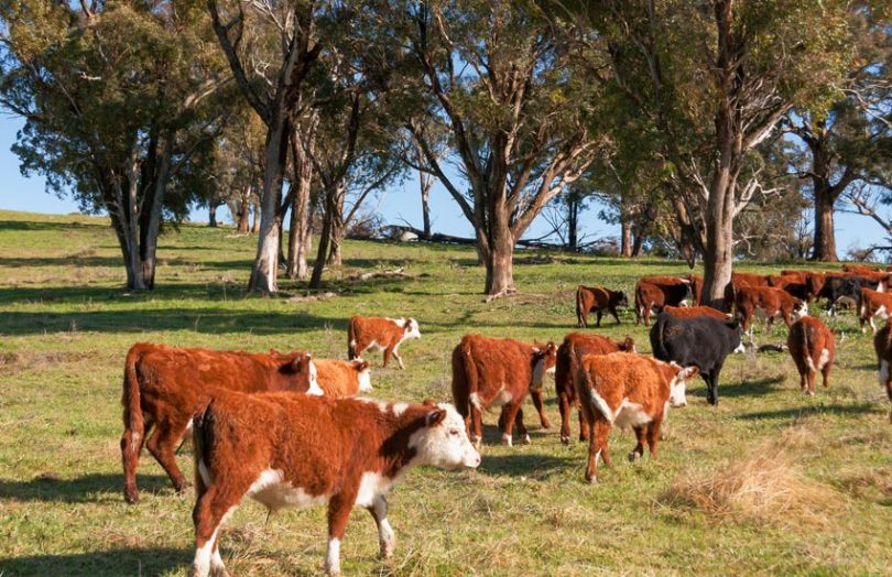 cattle cows australia