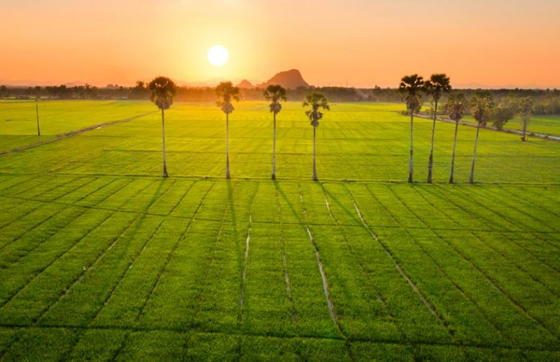 rice paddy field thailand