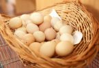 eggs food traceability