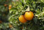 citrus orange plantation