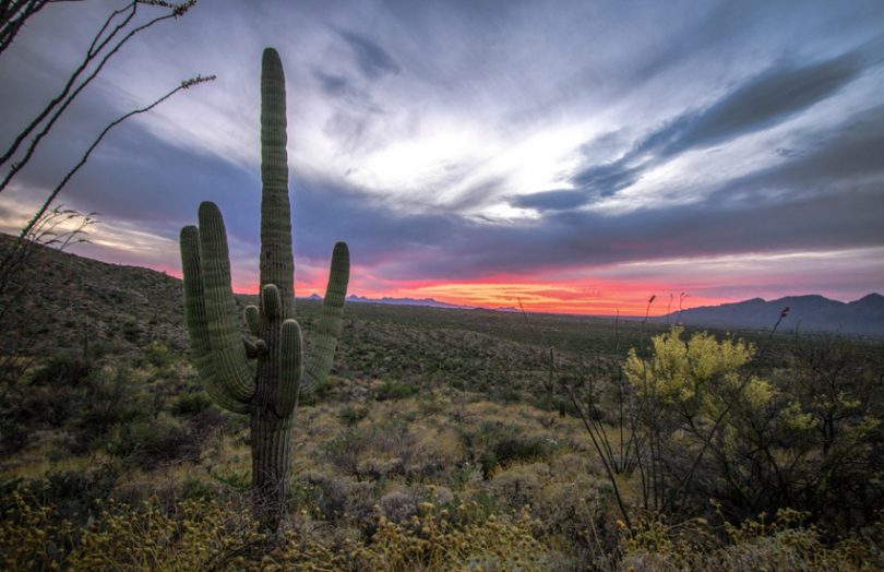 cactus arizona