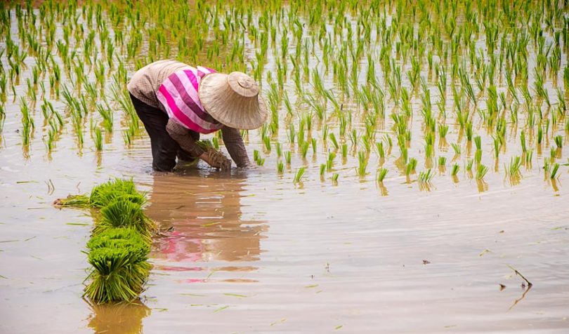 rice farming