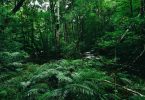 amazon forest carbon sustainability