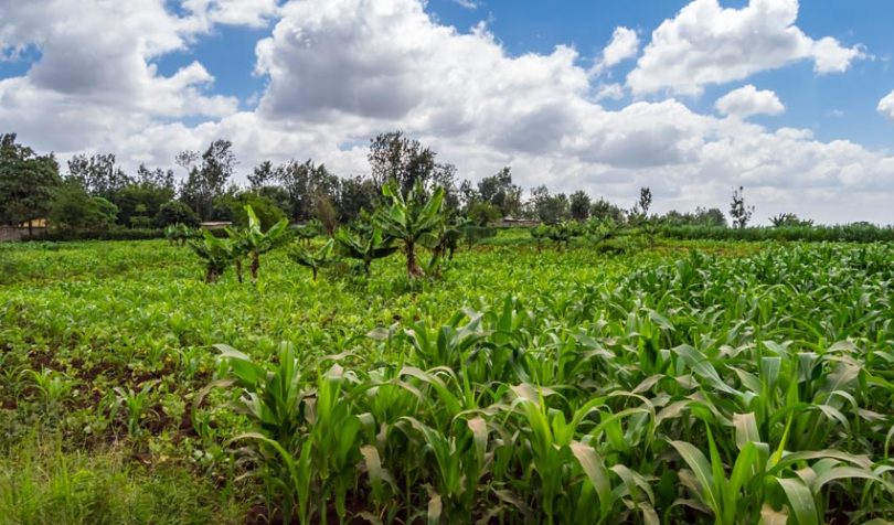 kenya crops