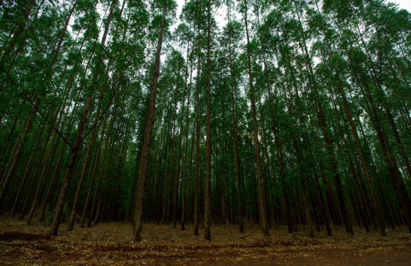 carbon offsets forest