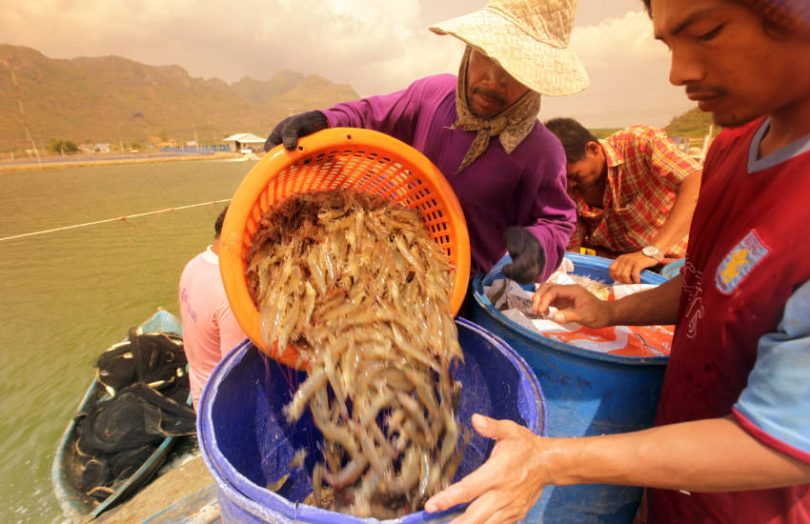 shrimp farming seafood