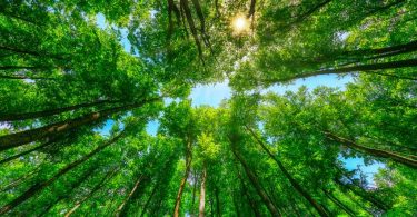 carbon forest sustainability
