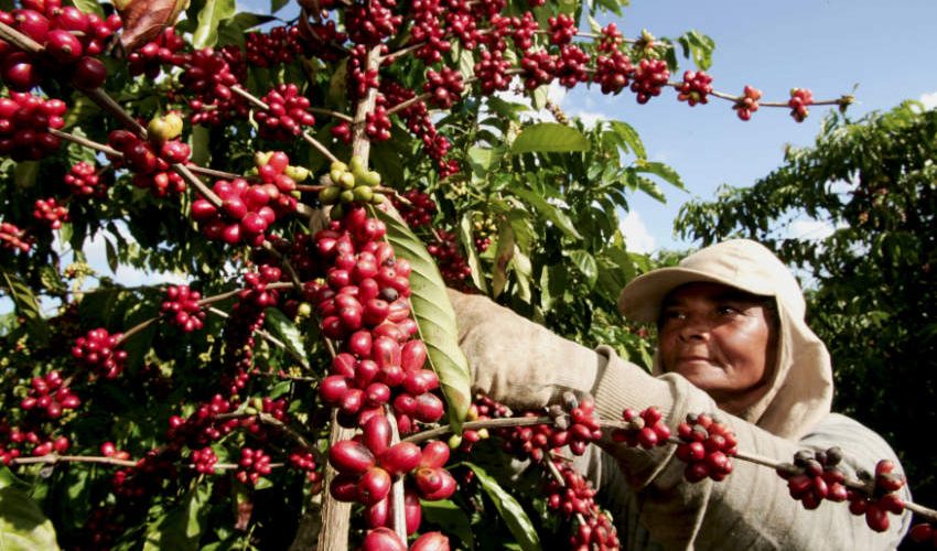brazil farmer coffee beans