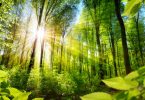 carbon credits forest