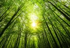 forest carbon credits sustainability
