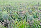 food traceability pineapple farm