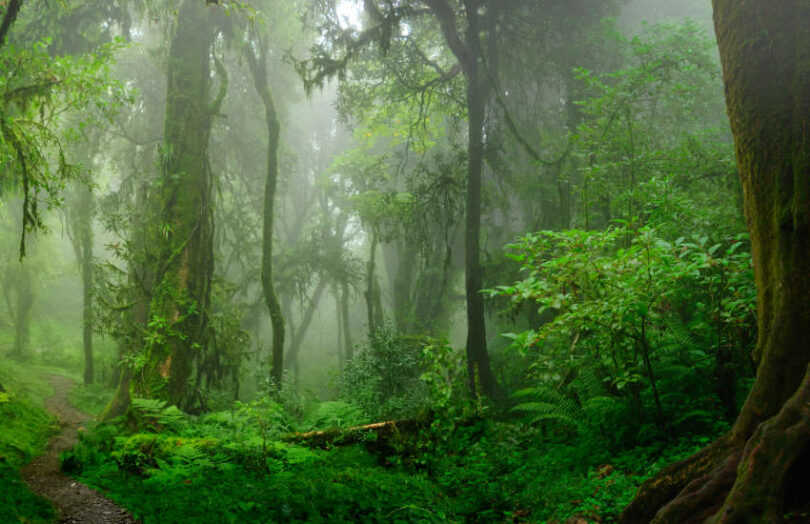 forest sustainability carbon credits