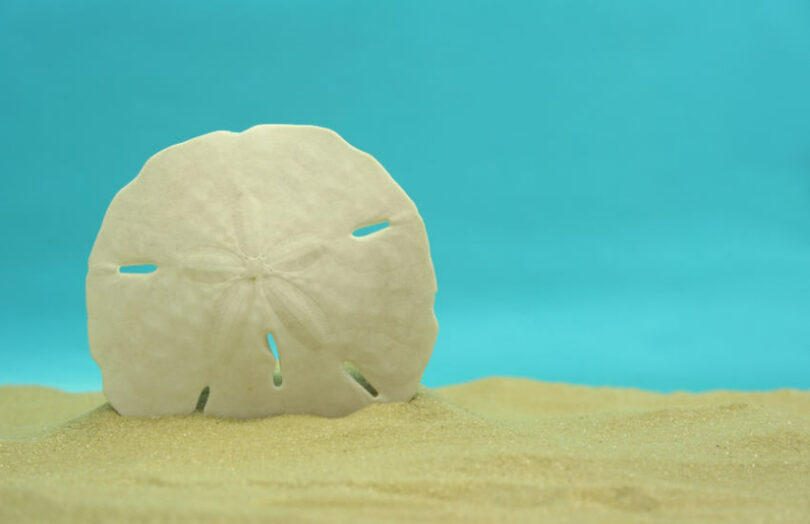 sand dollar cbdc